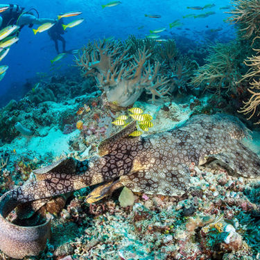 Can We Save Indonesia’s Marine Life?
