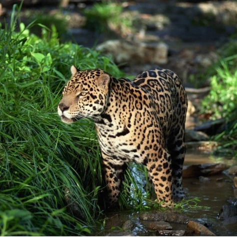 Save the Amazon Rainforest