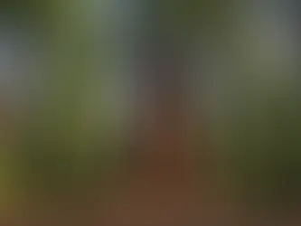 EPPING SOCITY PETITION HELPS SAVE ICONIC REDWOOD - WATCH NOW