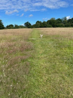 ****EPPING SOCIETY STATEMENT REGARDING PROPOSED DEVELOPMENT OF OLD PASTURES