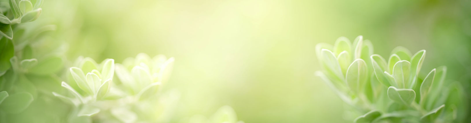 Banner soft focus green plants bg for word logos 395x1049.jpg