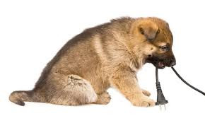 pet safety