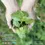 縮圖：日本 Animal Ayurveda Herb Pack – Moisture Health Herb 有機保濕草本泥 150g