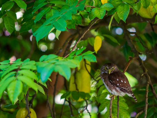The Language of The Birds