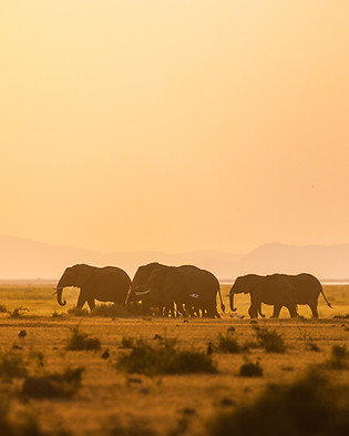 savanna elephant-9148.jpeg