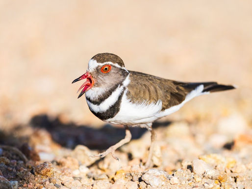 Land of Elephants - For the Birds