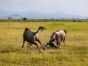Oh, Africa