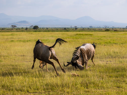 Oh, Africa