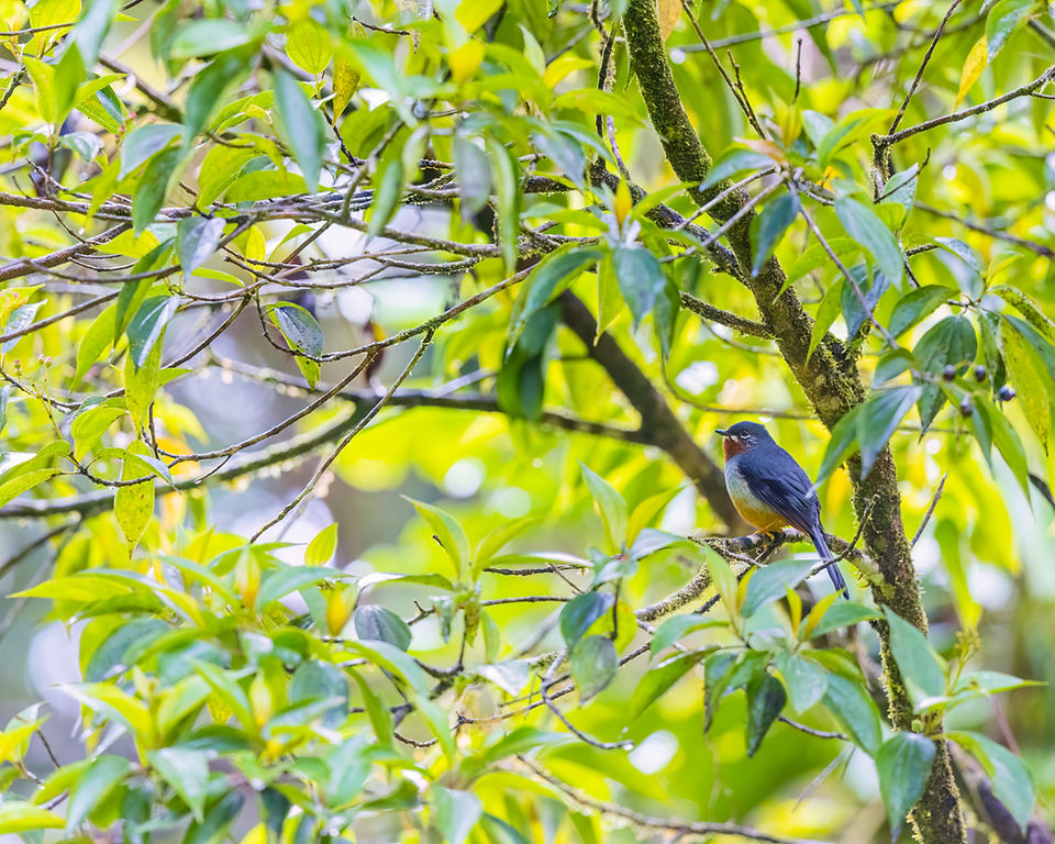 A small, slate-grey bird perched in a tree.