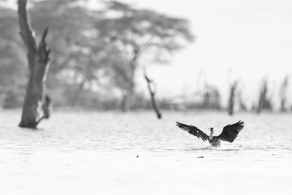 This morning scene was almost monochromatic before the treatment.