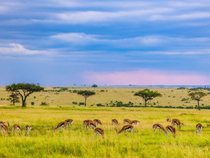Masai Mara: Unforgettable, Unbelievable, & Unimaginably Life-changing