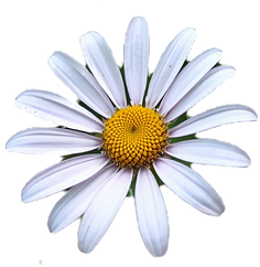 daisy flower.png