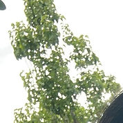 LIU Xiaona (Sophie) 2.jpeg