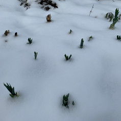 1B974245-F980-4D8C-896E-8A8CF3B074B6.jpeg