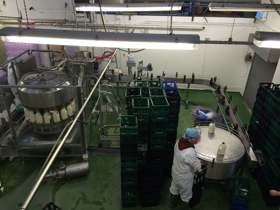Milk Processing Dairy