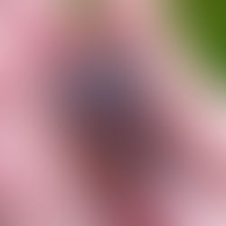 A gorgeous deep grey chalcedony agate with light coloured waterlines.