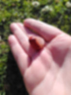 Orangey-red jasper on quartz crystal