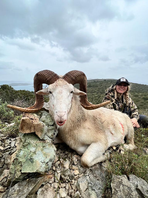 Dalmatian Sheep in Croatia on Dugi Otok.jpg