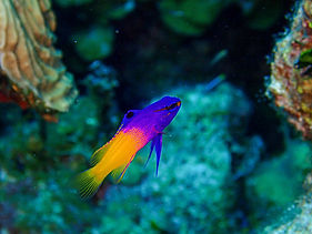 Fairy Basslet