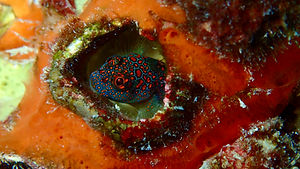 tessellatedblenny_bonaire_amylee.jpg