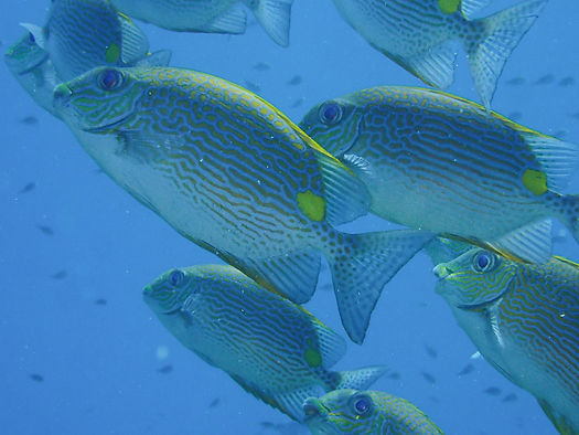 linedrabbitfish_solomons2019.JPG