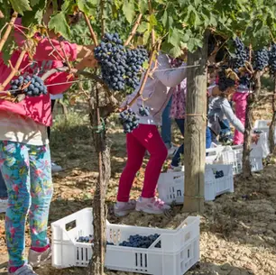 La festa del raccolto continua a Cantine Aperte in Vendemmia