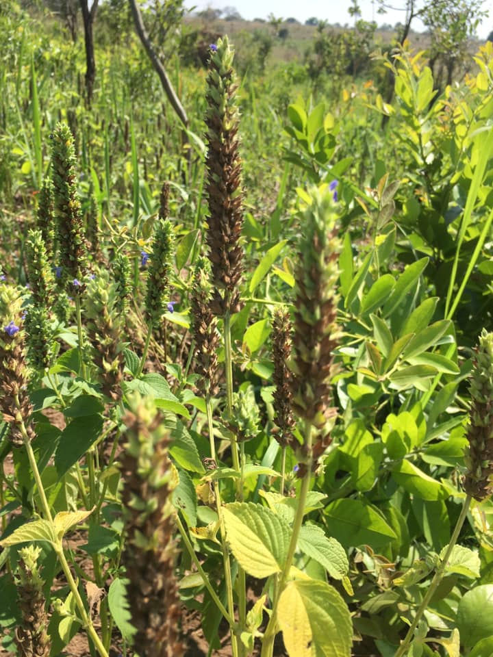 crop growing