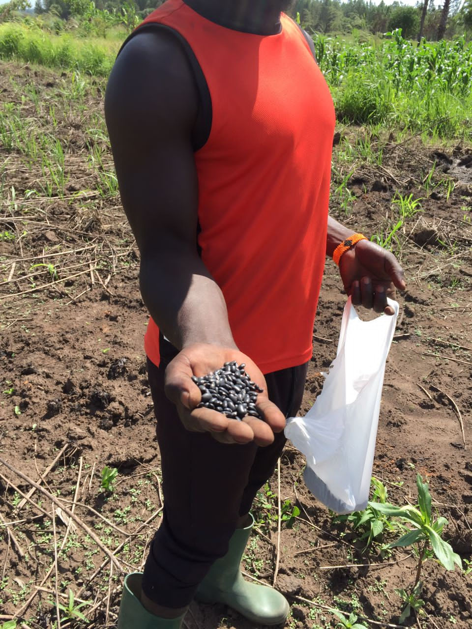 seeds held in hand of harvester