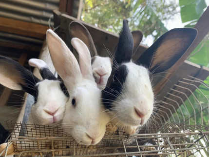 rabbits up close.jpeg