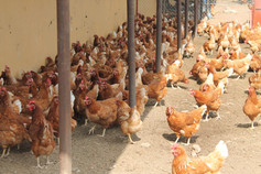 flock of chickens under shade of chicken building