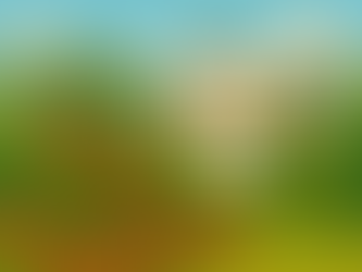 Hand-drawn tomatoes in a Bay Area garden with hills in the background.