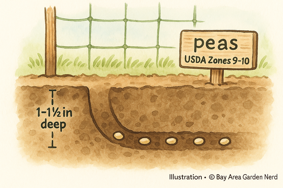 Hand‑drawn pea row showing seeds 1–1½ inches deep and 2 inches apart, with a simple net trellis installed at sowing so vines climb early