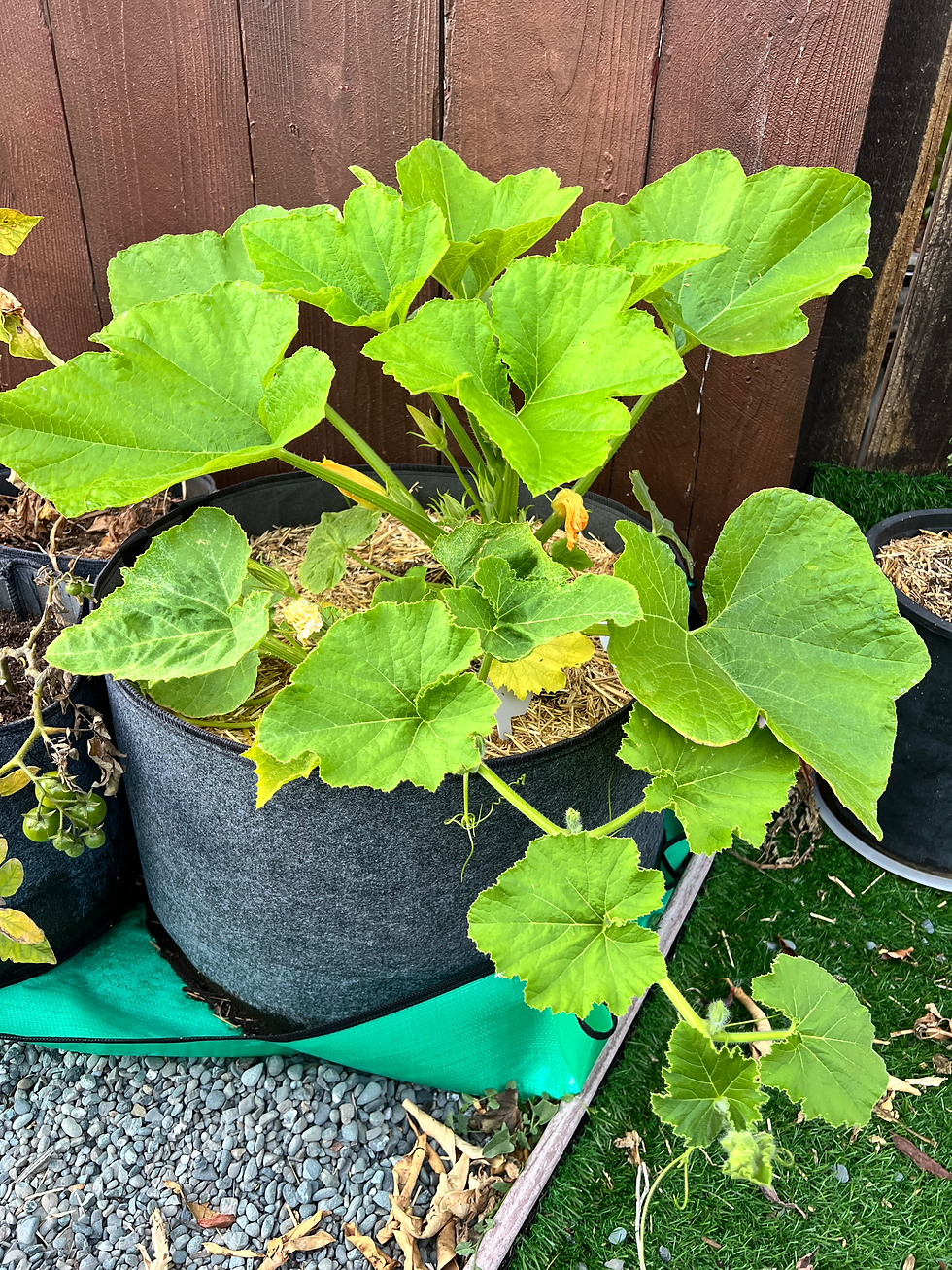 Red Kuri squash growing in San Mateo container grow bag.