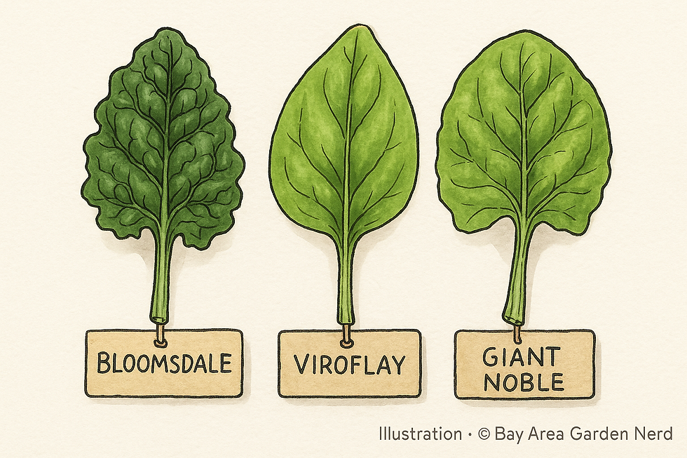 Hand‑drawn trio of spinach leaves labeled Bloomsdale, Viroflay, and Giant Noble on a tag board, simple shading and labels