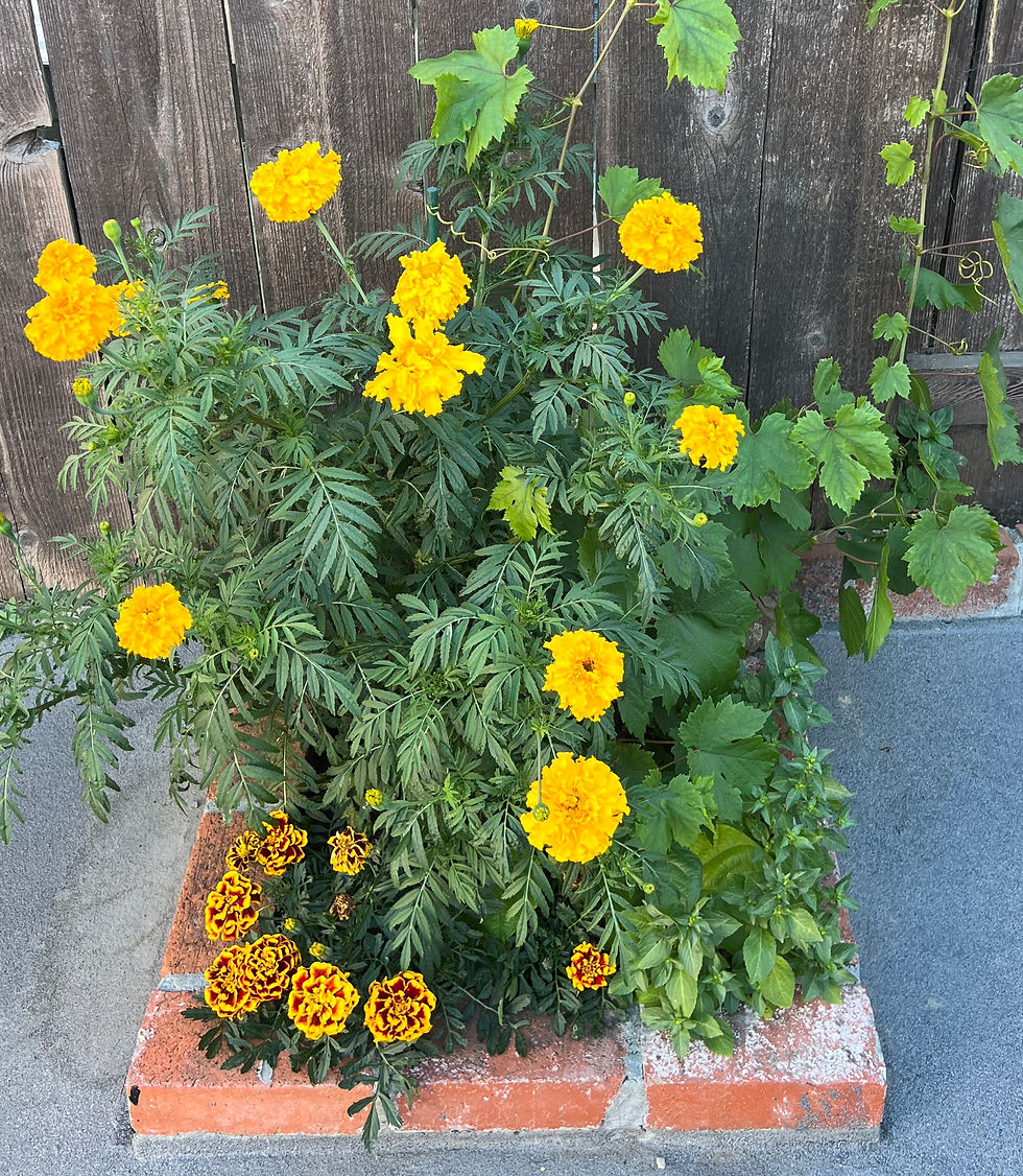 Close-up photo of orange and yellow marigolds blooming in August.