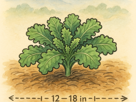 Growing Guide: Kale — Bay Area (USDA Zones 9–10)