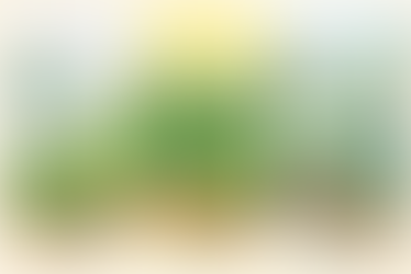 Hand-drawn Bay Area January gardens showing coastal fog, inland sun, and frost pockets, explaining winter microclimate differences.