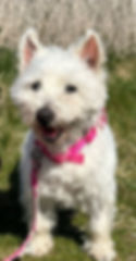 Poppy