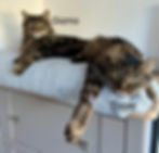 Gizmo and Tigger