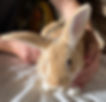 Rabbit Deniro and Willow