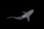 black and white photograph of a shark silhouette