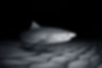 black and white photograph of a tiger shark.