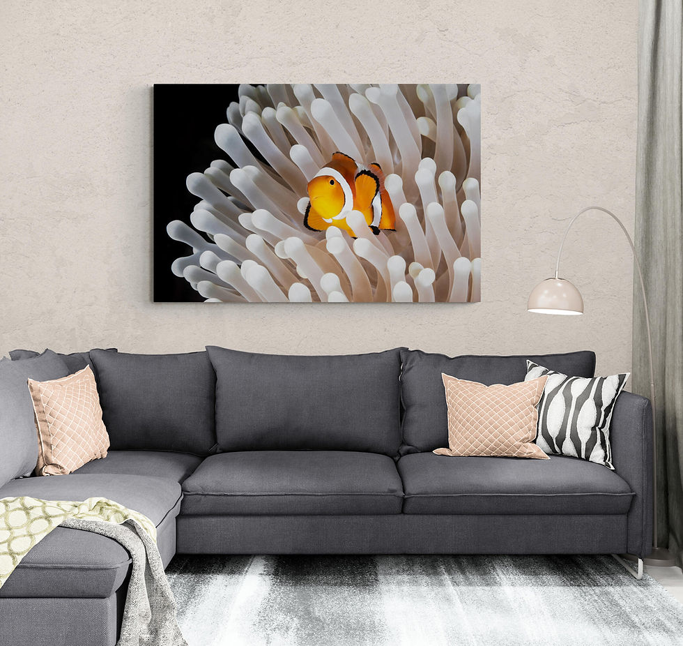 Thumbnail: wall art print of a orange clownfish and a white anemone