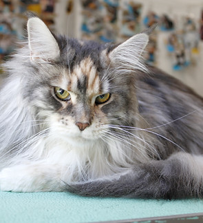 mainecoonbooboo.jpeg