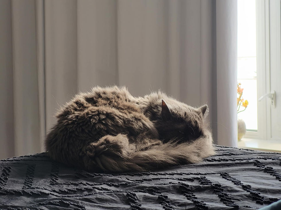 A photo in memory of a cat that was a huge part of my life, Tikki