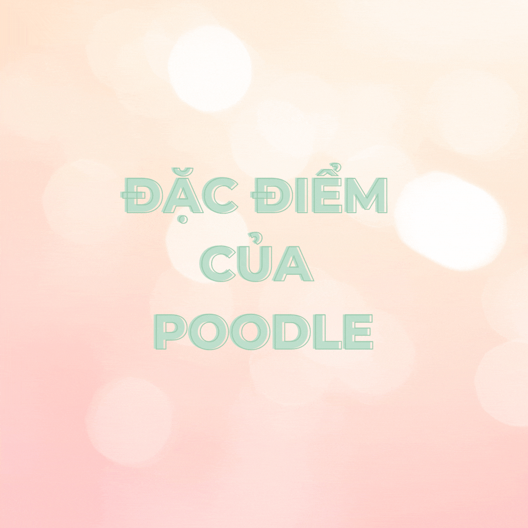 ĐẶC ĐIỂM POODLE.gif