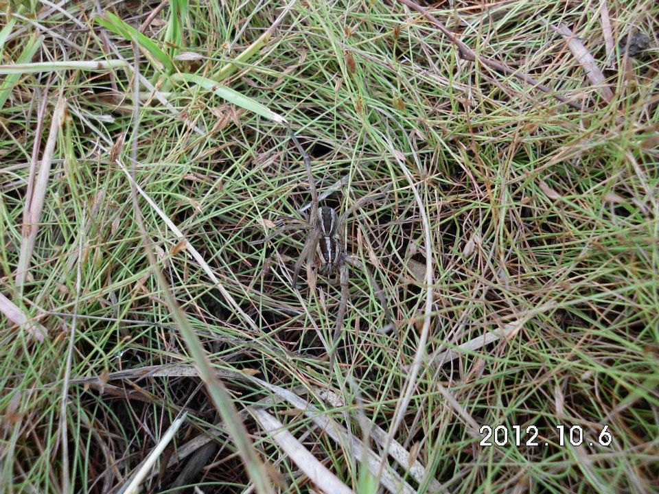 wolf spider