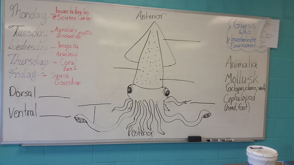 Squid Dissections