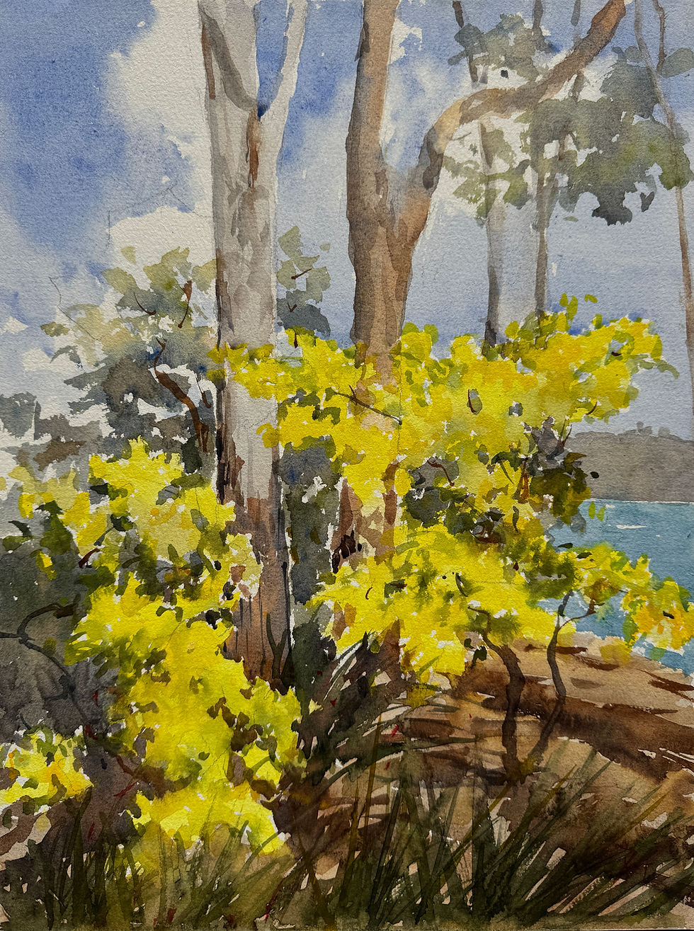 Sydney harbour - Golden wattle at Waverton