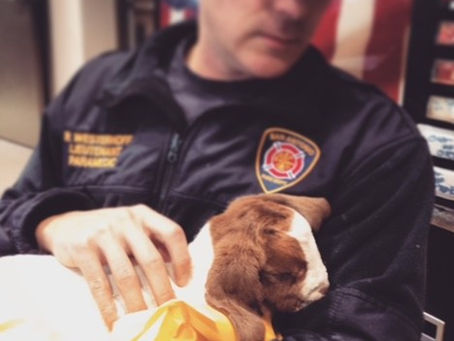 The other TIC (Trauma Informed Care)